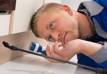 مكافحة النمل